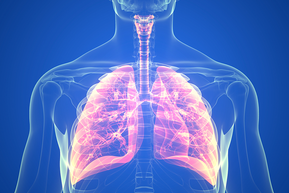 Pulmonary anatomy of the human respiratory system, showing the structure of the lungs and airways.